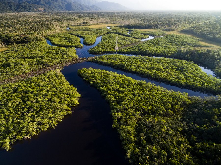 preservacao das florestas amazônica