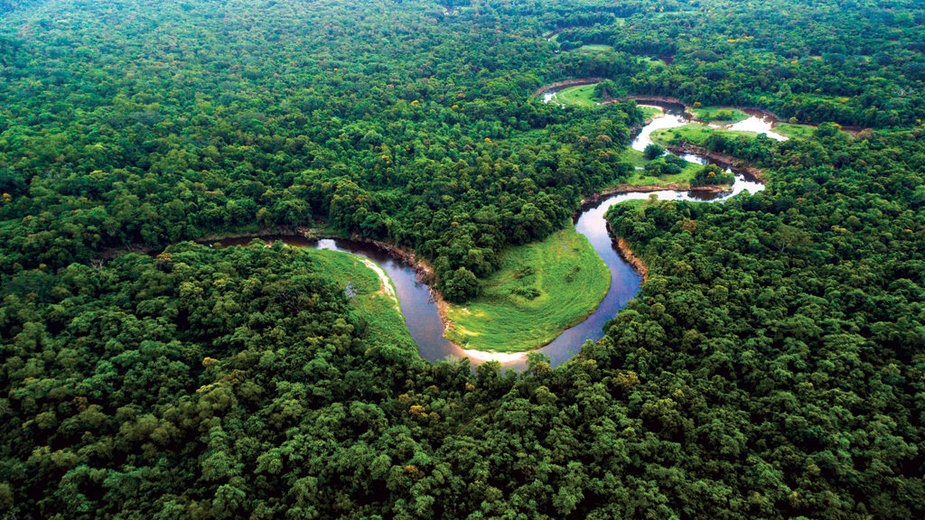 Amazônia Vegetação